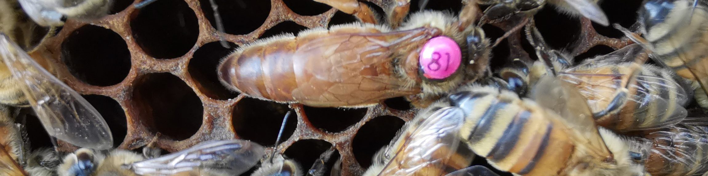 BienenMicha Hobbyimker